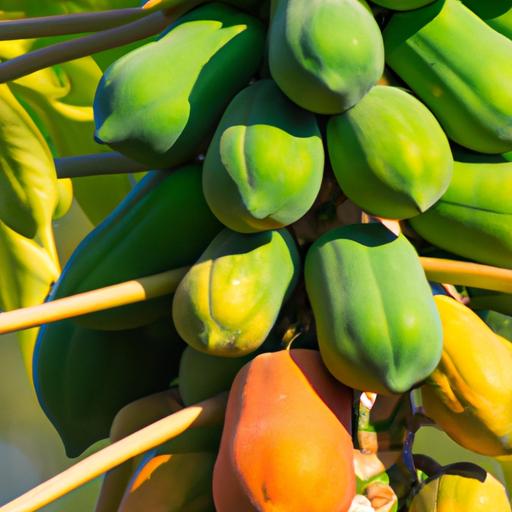 The right fertilizer helps papaya trees produce healthy and delicious fruits, making it a top choice for farmers.