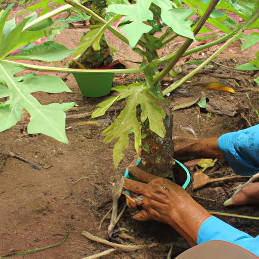 Discover the hands-on techniques for cultivating a thriving papaya tree, from soil preparation to regular pruning.
