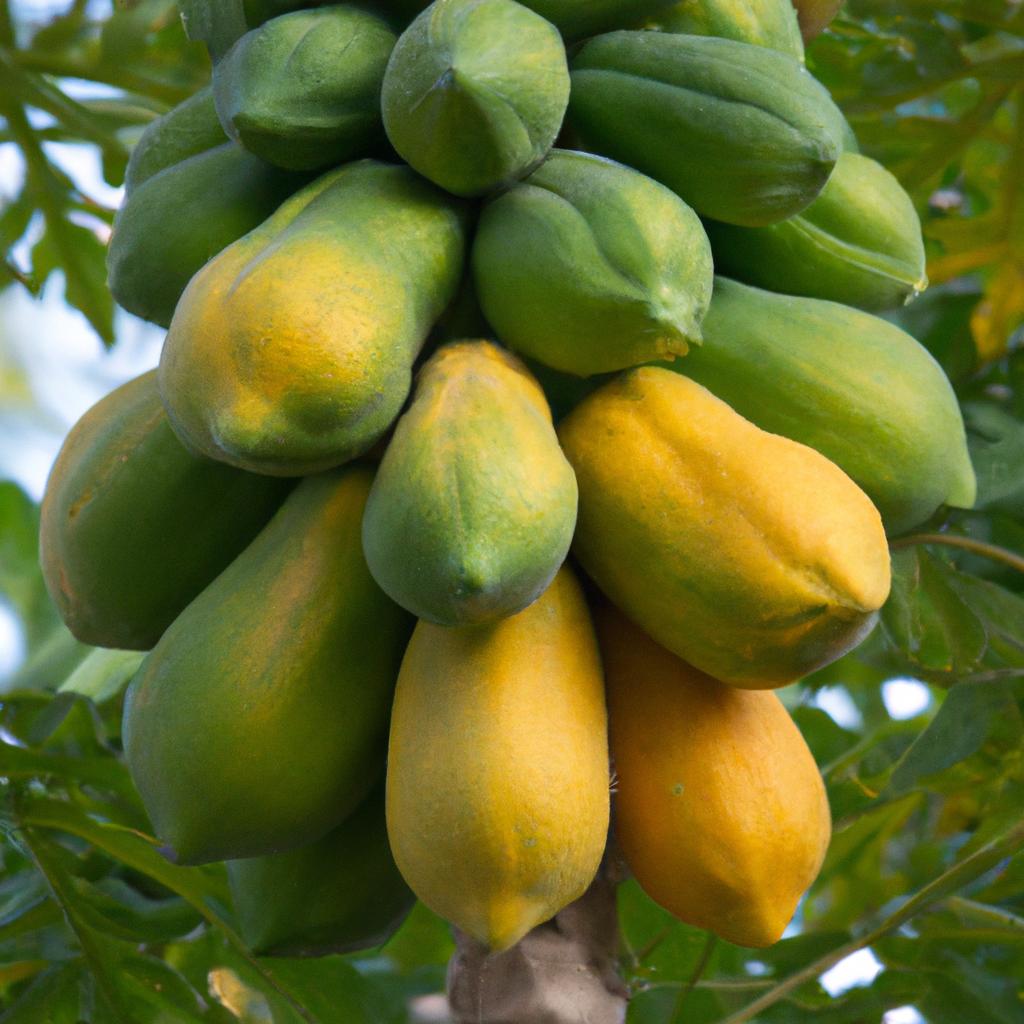 Factors that affect the ripening process of papayas