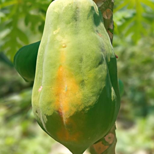 Factors affecting papaya ripening