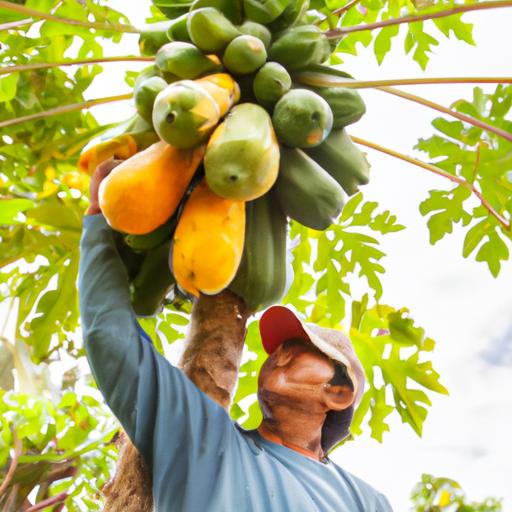 Papayas are harvested when they are fully ripe and have a yellow-orange skin color.