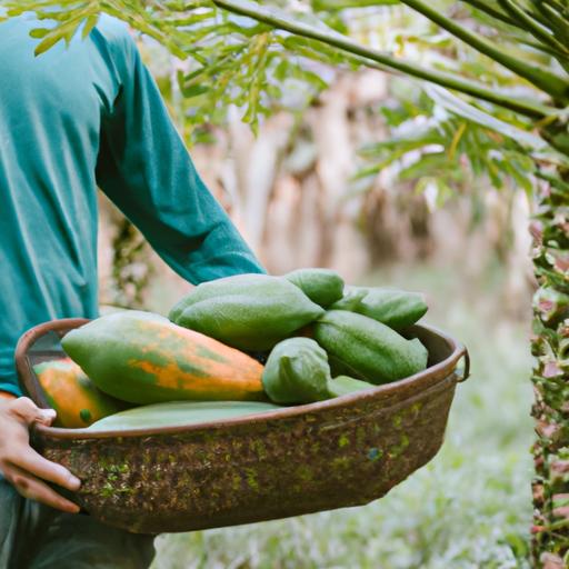 Papaya is a major export crop in many tropical countries due to its popularity and high demand.