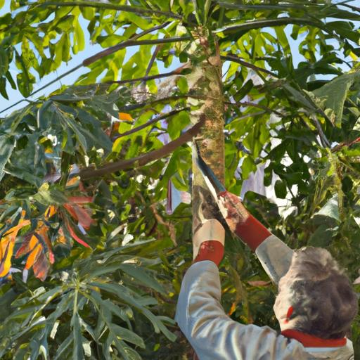 Proper pruning and mulching can help protect papaya trees from the cold temperatures of winter