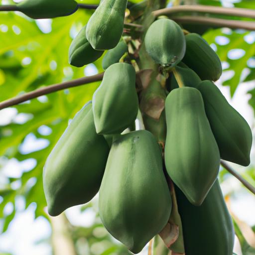 Green papayas are commonly used in savory dishes and salads.