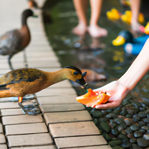 Feeding ducks a balanced and nutritious diet is important for their health and well-being.