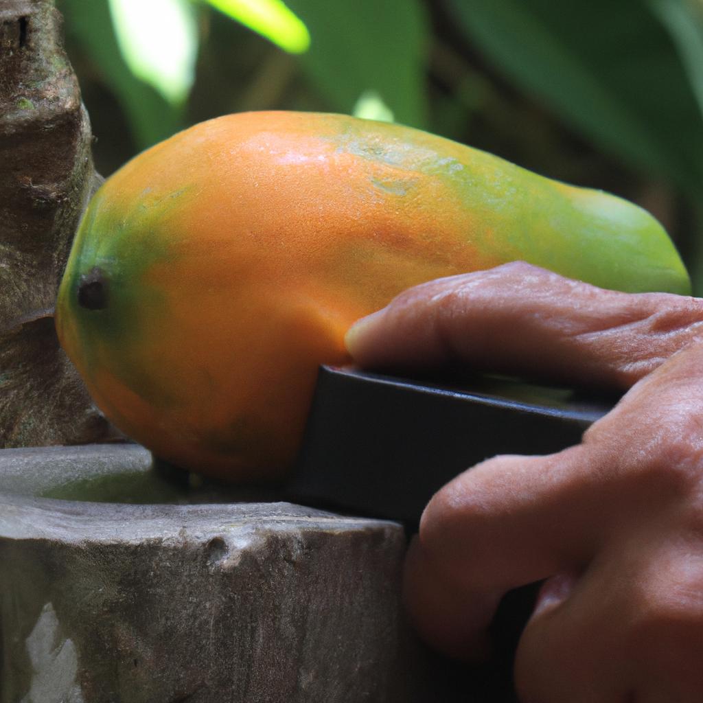 A ripe papaya should feel slightly soft when pressed.