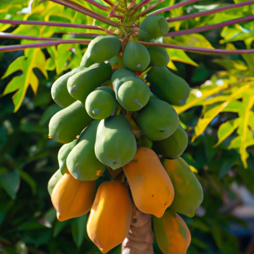 Discover the advantages of having a dwarf papaya tree in your garden