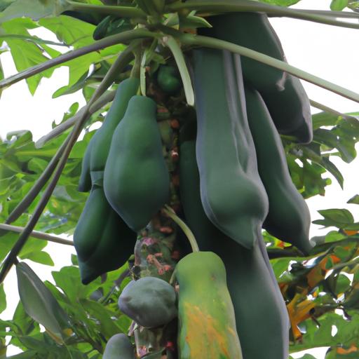 A papaya farm with ripe and unripe fruits