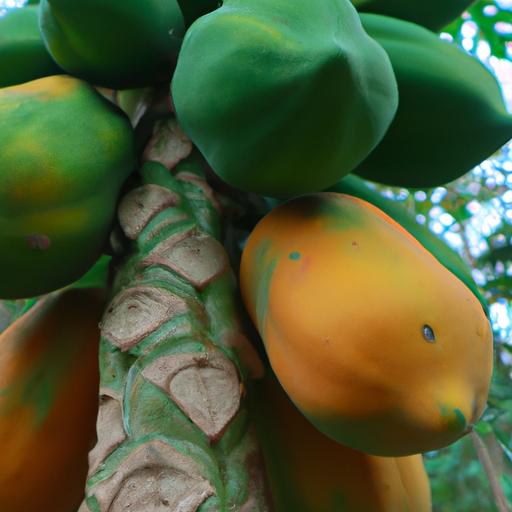 A colorful and vibrant image of ripe papaya fruits growing on a tree