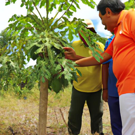 Farmers wearing hats and gloves, standing around a papaya plant with measuring tools and soil samples.
