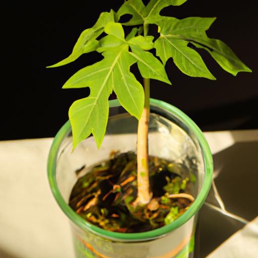 Papaya seedlings require warm and humid conditions to thrive