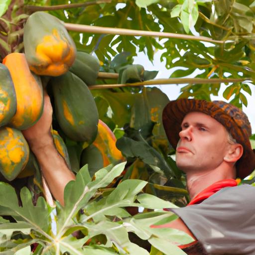 Environmental factors play a key role in the development of papaya's distinctive aroma