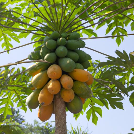 A papaya tree's branches are weighed down with ripe, juicy fruit just waiting to be picked and enjoyed.