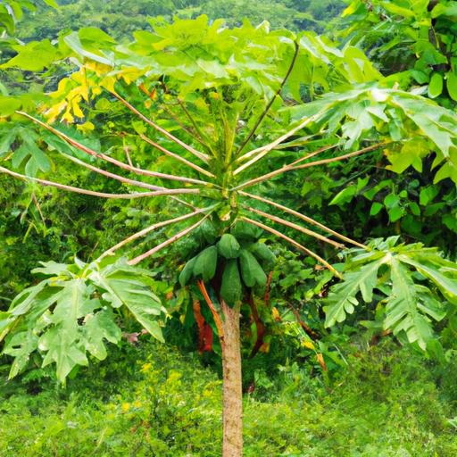 A healthy papaya tree thriving in a well-maintained garden