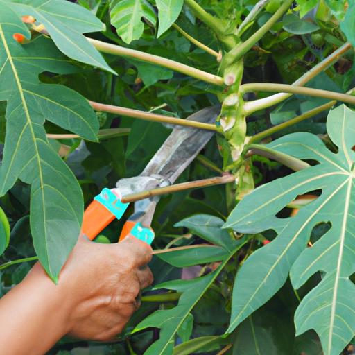 Proper pruning and maintenance are essential in growing a healthy and productive papaya tree.