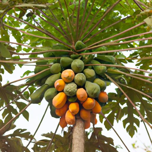 A papaya tree bearing ripe and juicy fruits