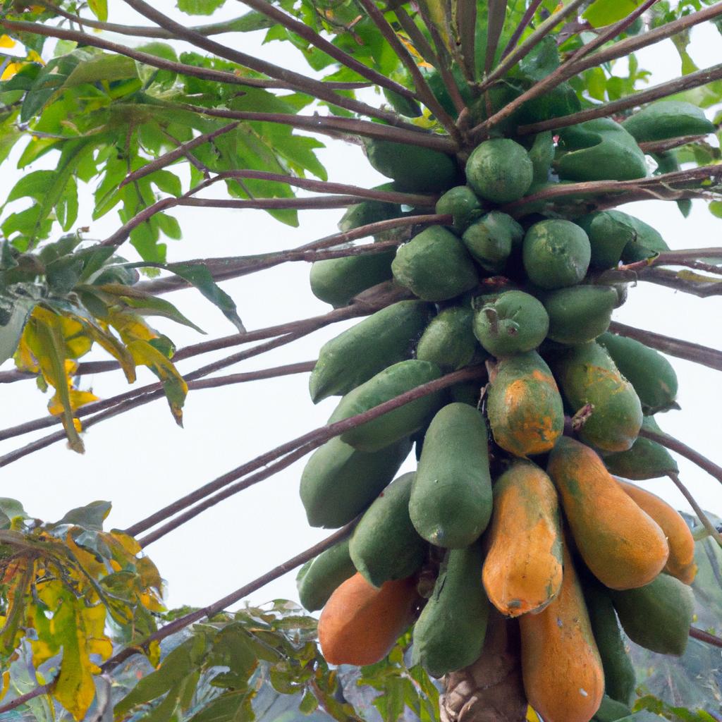 The bountiful harvest of a papaya tree