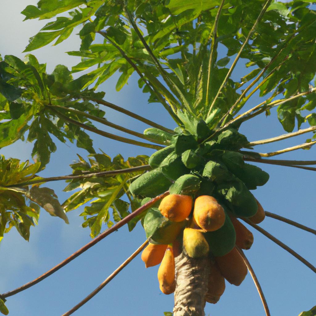 Papaya seeds can be used in various ways besides consumption.