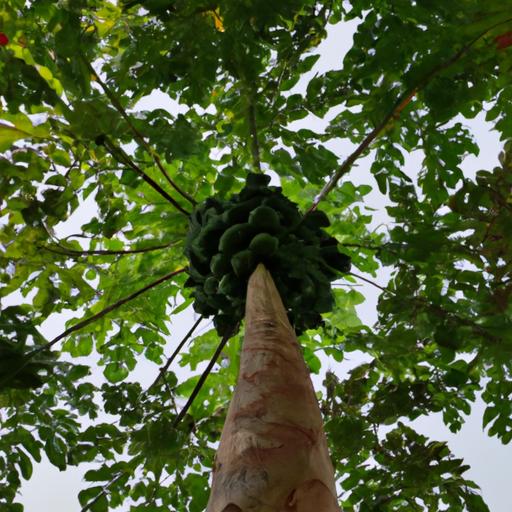 Witness the grandeur of a mature papaya tree, reaching a height of 30 feet with a broad canopy.