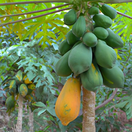 Understanding papaya ripening stages is important for identifying ripe papaya