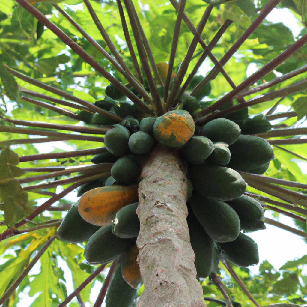 Witness the abundance of fresh and healthy papaya fruits growing on this tree.