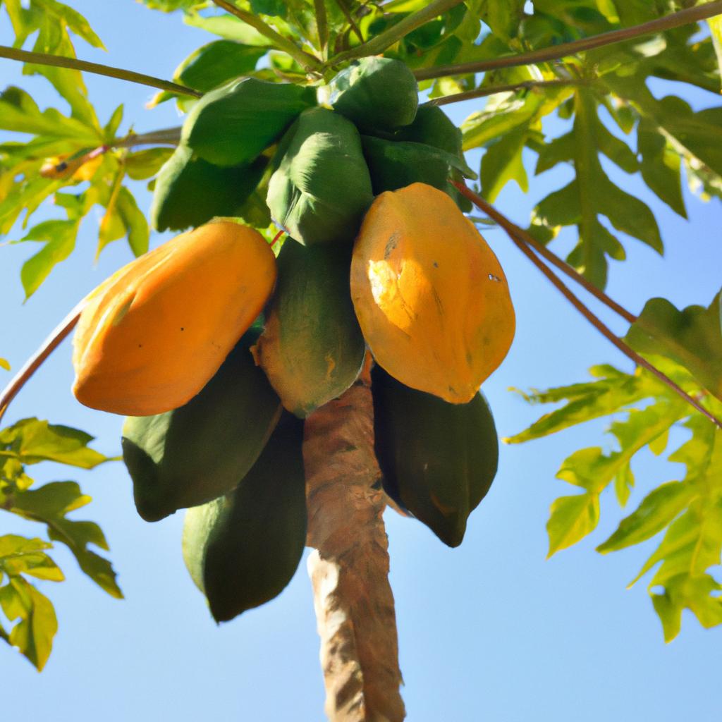 Papaya trees can grow up to 30 feet tall and produce fruit year-round