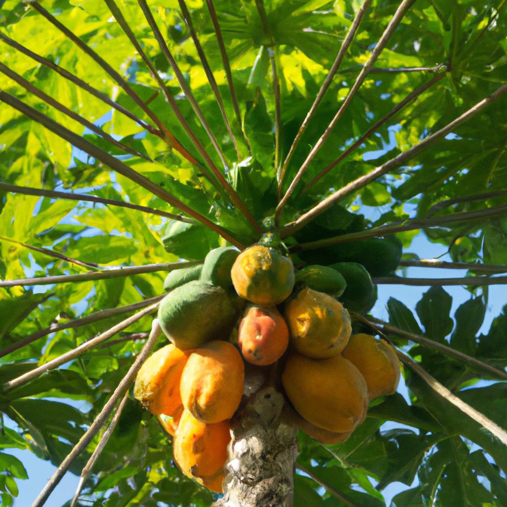Papayas ripen on the tree and can be harvested when they change color and feel soft to the touch.