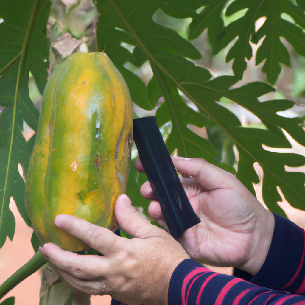 The sound test involves tapping the fruit to listen for a hollow sound, indicating that it's ripe.