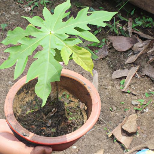 Starting with a small papaya plant in a pot is an easy way to grow your own tropical fruit.