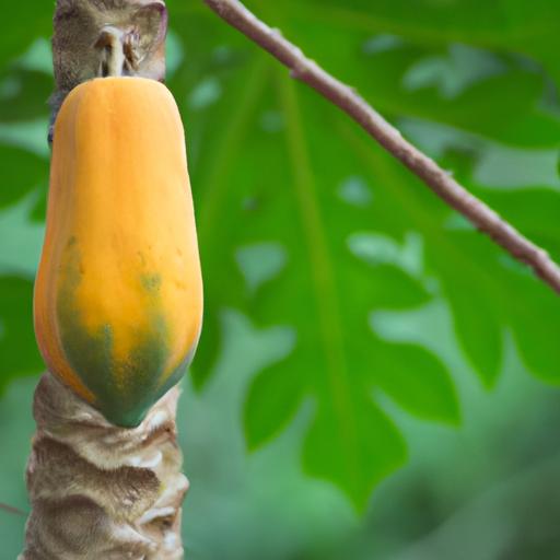 Harvesting a papaya fruit at the right time ensures maximum sweetness and flavor.