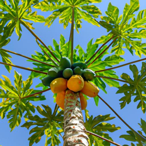 The sweet and juicy papaya is a popular fruit grown in tropical regions around the world.