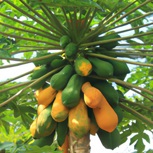 Homegrown papayas ready for harvest
