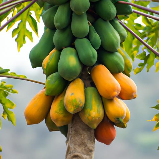 Harvesting ripe papayas requires careful observation and timing to ensure maximum flavor and nutrition.