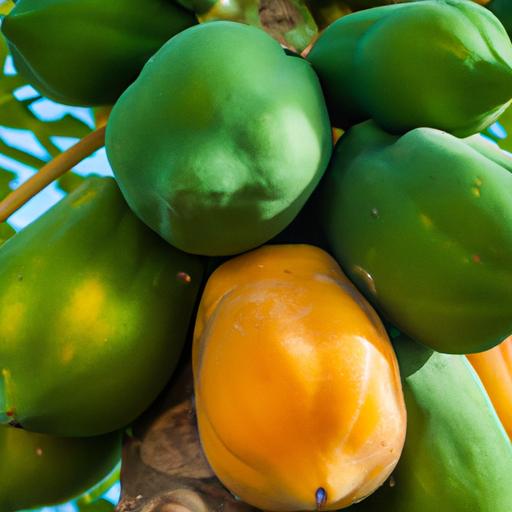 Knowing how to identify ripe papayas will ensure a sweet and satisfying snack.