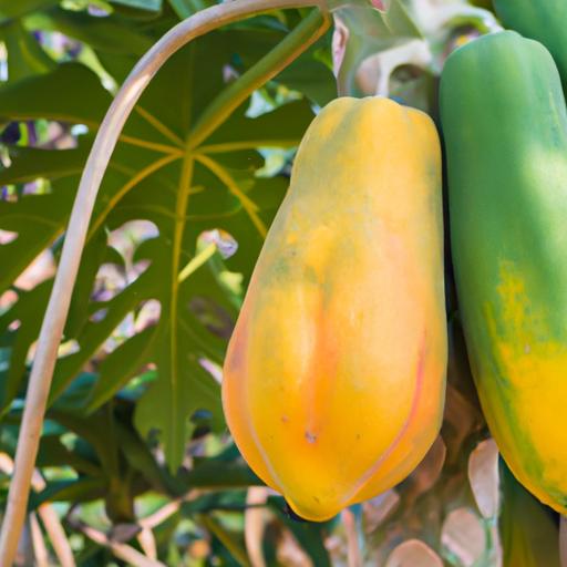 Fresh papayas ready for harvesting.