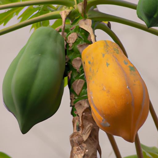 Ripe and unripe papaya: understanding the safety concerns.