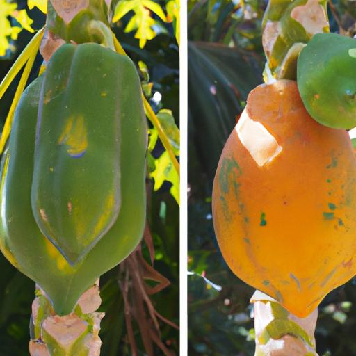 Papaya ripening on the tree versus off the tree