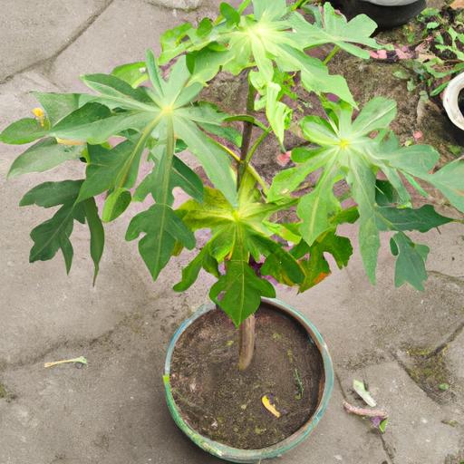 With the proper care and maintenance, a papaya tree can grow and produce fruit in a pot.