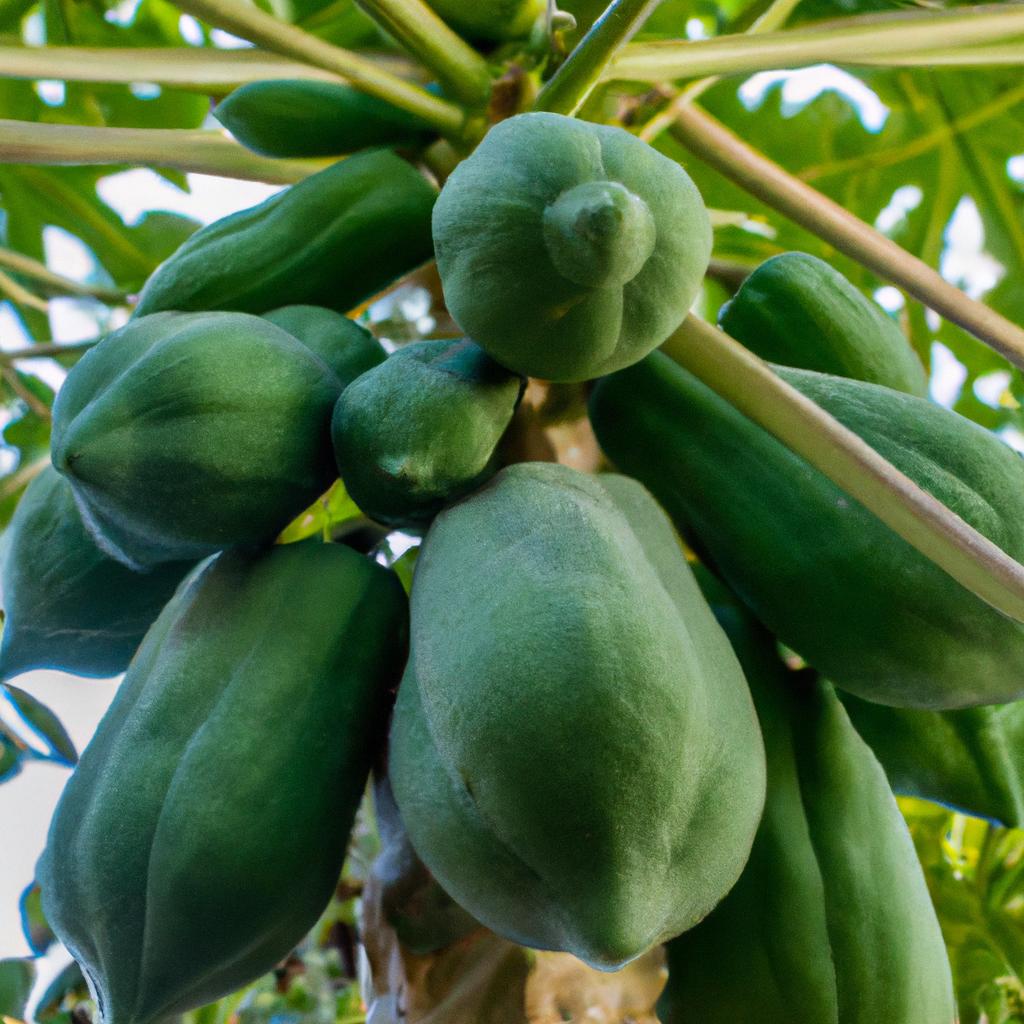 Unripe papayas have a green skin and a hard texture. They are bitter and not suitable for consumption until they ripen.
