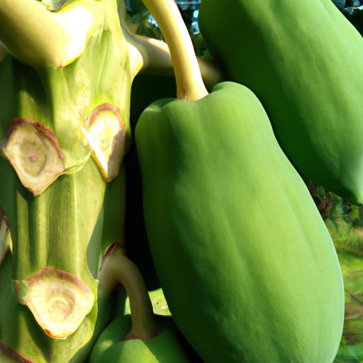 Unripe papayas contain latex which can trigger uterine contractions, but what about ripe ones?