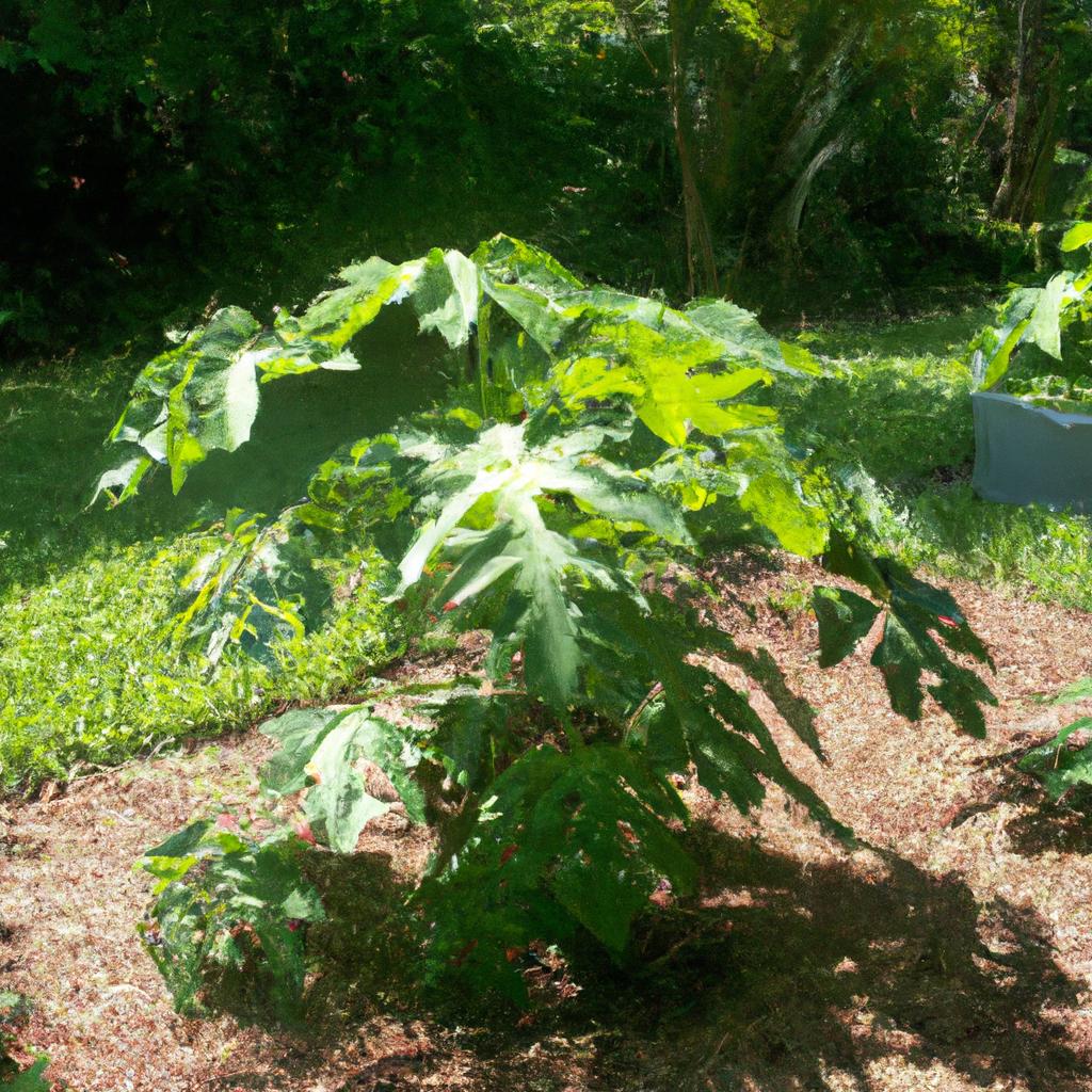 A flourishing papaya plantation in sunny Florida.