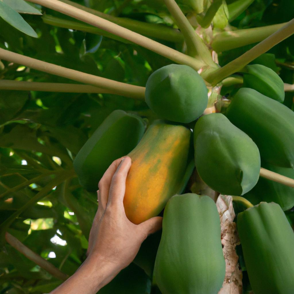 Harvesting a fresh papaya, known for its potential positive effects on blood sugar levels in individuals with diabetes.
