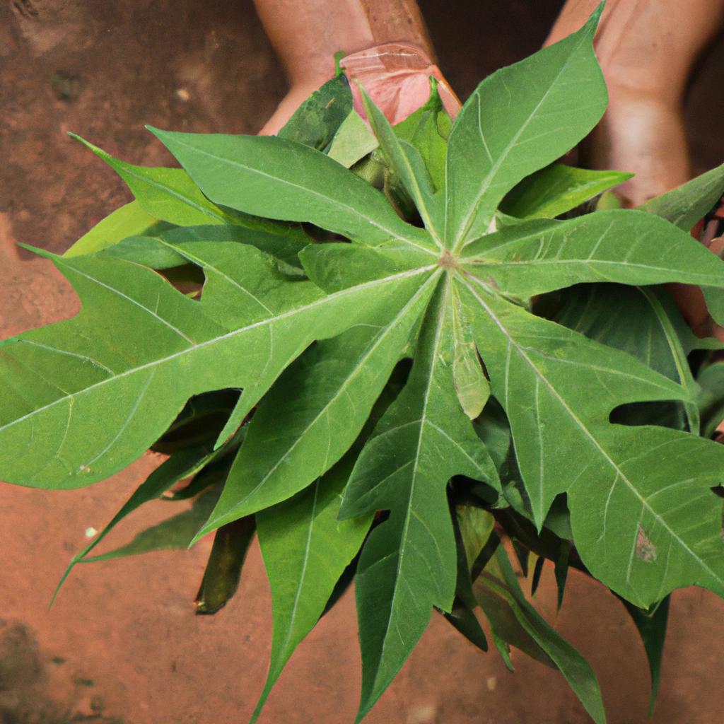 Papaya leaves hold the key to increasing blood platelet count naturally.