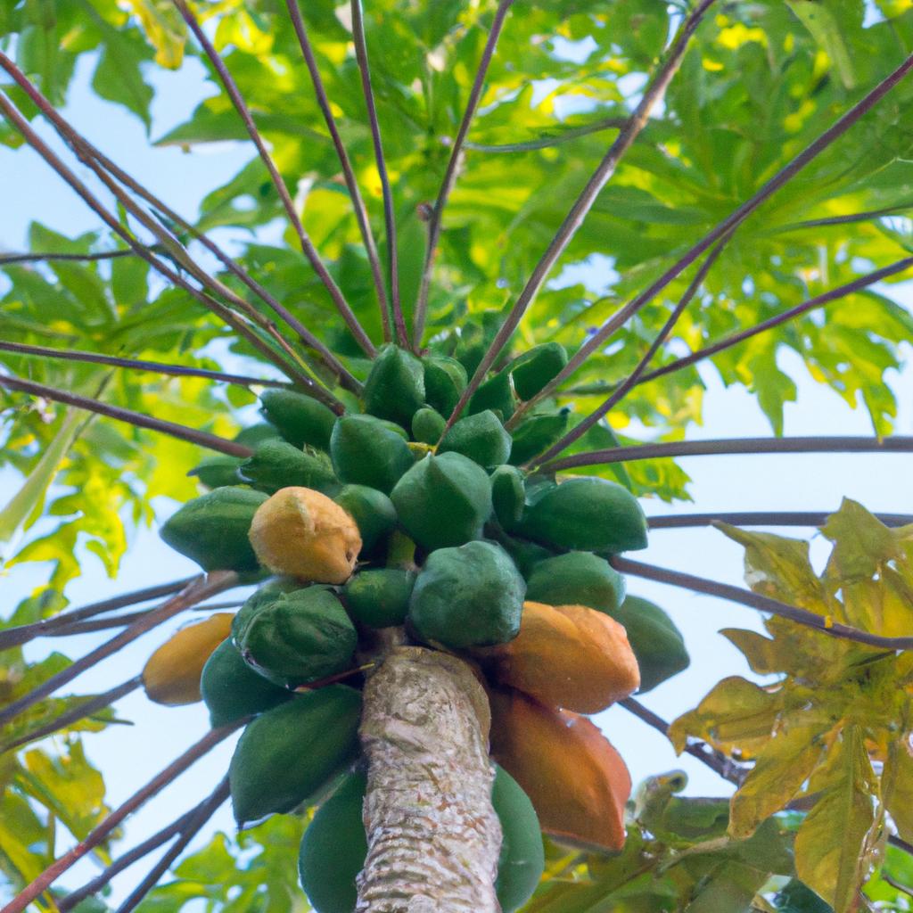 A papaya tree laden with fruits of different sizes, indicating the natural variation in papaya size.