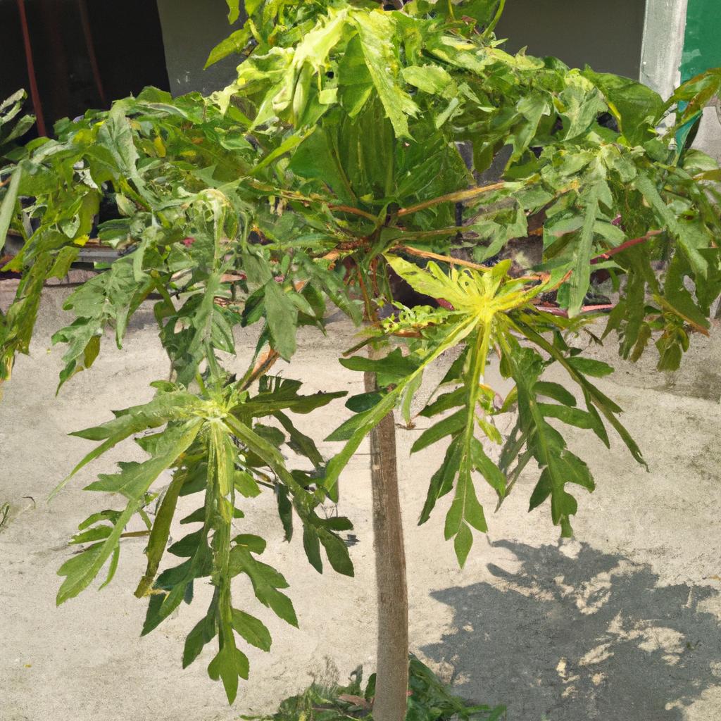 Discover the secrets of papaya tree growth and uncover how large they can truly become.