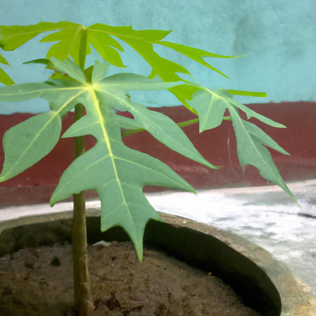 Experience the awe-inspiring transformation of a young papaya tree as it grows into a majestic presence.