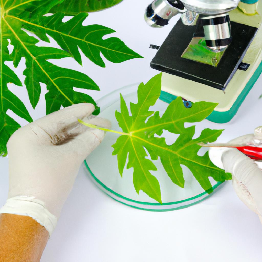 Uncovering the scientific evidence behind the potential of papaya leaf extract in boosting platelet production.