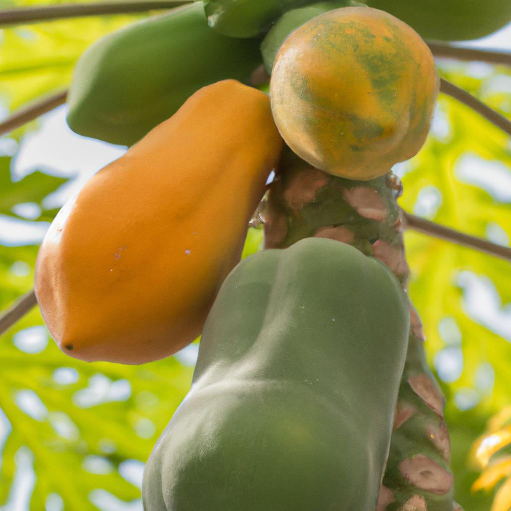 A pregnant woman investigating the truth about papaya and its effects during pregnancy.