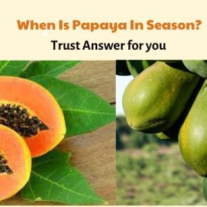 when is papaya in season