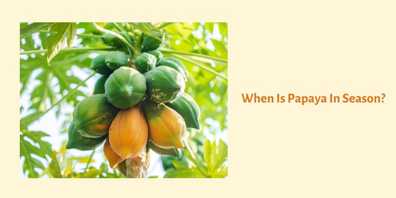 When Is Papaya In Season?